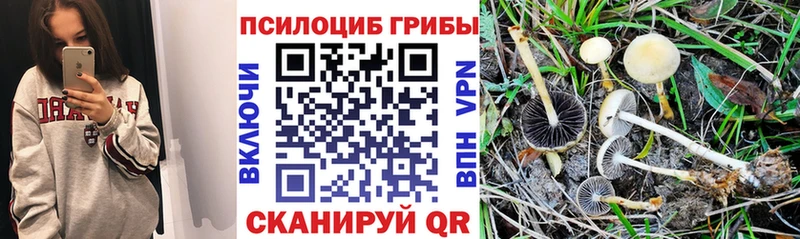 Псилоцибиновые грибы мицелий  купить   Верхняя Салда 